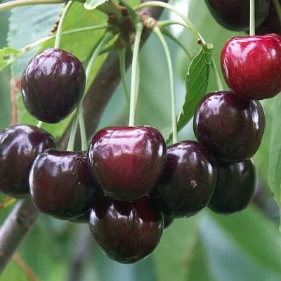 Черешня ЛЮБИМИЦА АСТАХОВА  Черешня ЛЮБИМИЦА АСТАХОВА в Красноярске