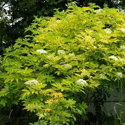 Бузина черная АУРЕА  Бузина черная АУРЕА в Красноярске