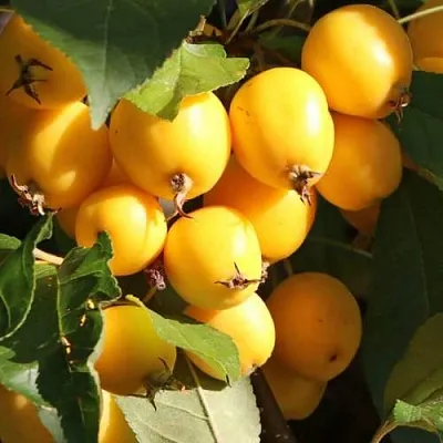 Яблоня ГОЛДЕН ХОРНЕТ декоративная  Яблоня ГОЛДЕН ХОРНЕТ декоративная в Красноярске