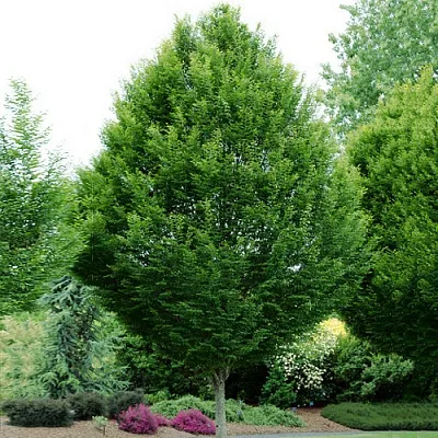 Граб  Граб в Красноярске