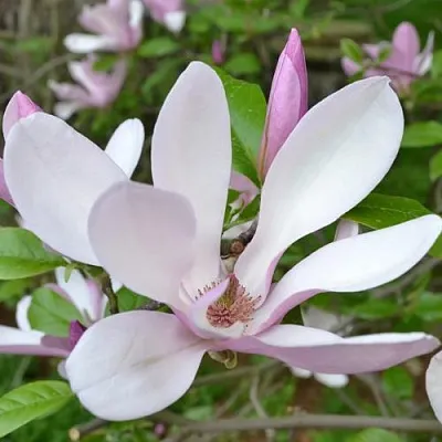 Магнолия ДЖОРДЖ ГЕНРИ КЕРН  Магнолия ДЖОРДЖ ГЕНРИ КЕРН в Красноярске