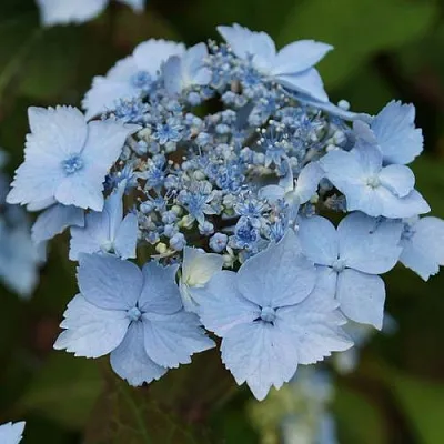 Гортензия БЛЮ ДЕКЛ пильчатая  Гортензия БЛЮ ДЕКЛ пильчатая в Красноярске