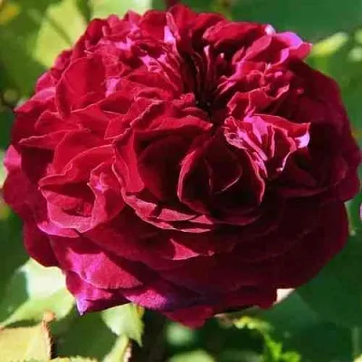 Саженцы роз ДИНО ДЕ ЛАУРЕНТИС шраб  Саженцы роз ДИНО ДЕ ЛАУРЕНТИС шраб в Красноярске