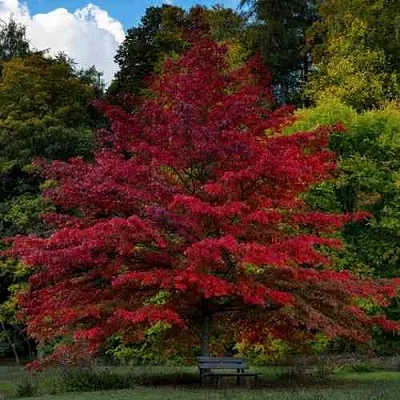 Дуб болотный в Красноярске