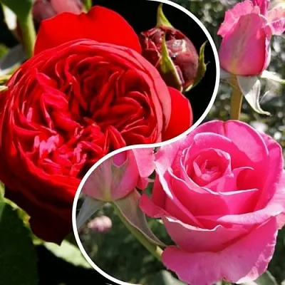 Комплект РОМАНТИЧЕСКИЙ БУКЕТ в Красноярске