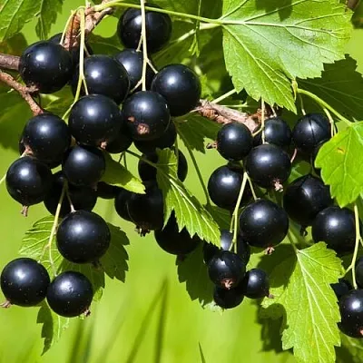 Смородина чёрная БЕЛОРУССКАЯ СЛАДКАЯ  Смородина чёрная БЕЛОРУССКАЯ СЛАДКАЯ в Красноярске