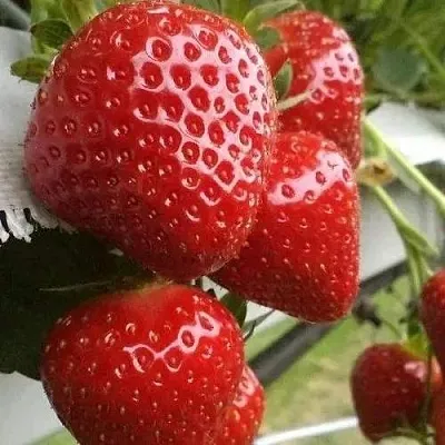 Клубника АРГЕНТЕРА  Клубника АРГЕНТЕРА в Красноярске