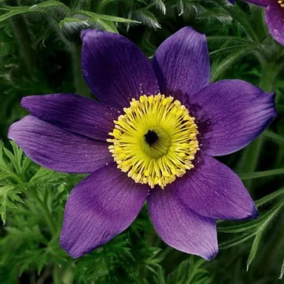 Прострел ПИНВИЛ БЛЮ ШЕЙДЕС  Прострел ПИНВИЛ БЛЮ ШЕЙДЕС в Красноярске