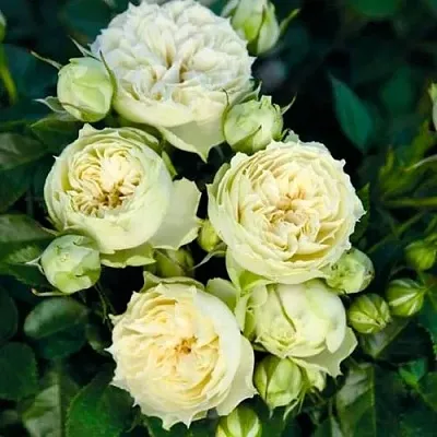 Саженцы роз БЛАНШЕТТ спрей  Саженцы роз БЛАНШЕТТ спрей в Красноярске