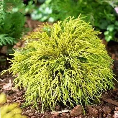 Кипарисовик ВАВЕЛ горохоплодный  Кипарисовик ВАВЕЛ горохоплодный в Красноярске