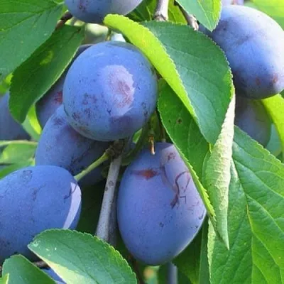 Слива ПЕРДРИГОН  Слива ПЕРДРИГОН в Красноярске