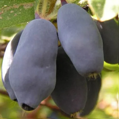 Жимолость съедобная КРУПНОПЛОДНАЯ  Жимолость съедобная КРУПНОПЛОДНАЯ в Красноярске