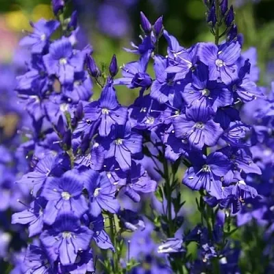 Вероника австрийская  Вероника австрийская в Красноярске