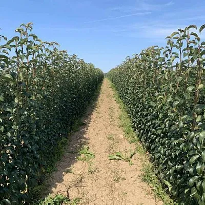 Саженцы почтой и ТК Саженцы почтой и ТК в Красноярске