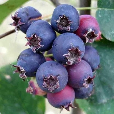 Ирга SLEYT  Ирга SLEYT в Красноярске