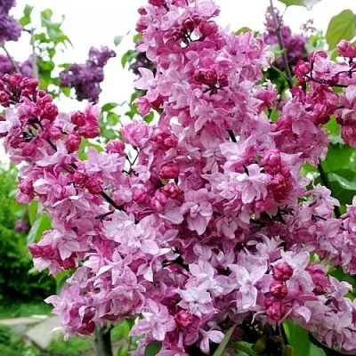 Сирень ОЛИМПИАДА КОЛЕСНИКОВА  Сирень ОЛИМПИАДА КОЛЕСНИКОВА в Красноярске