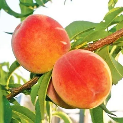 Персик ОНТАРИО  Персик ОНТАРИО в Красноярске