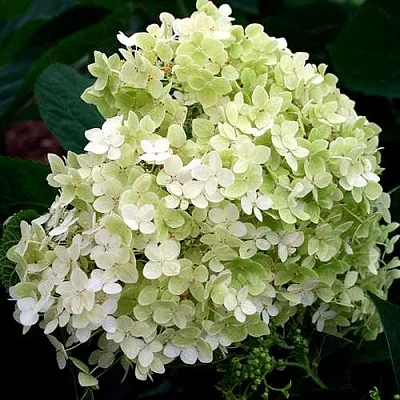 Гортензия СТЕРИЛИС древовидная   Гортензия СТЕРИЛИС древовидная  в Красноярске