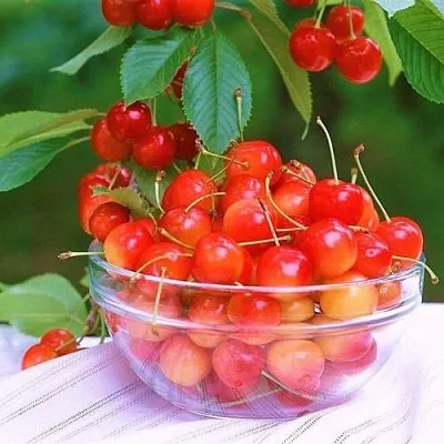 Черешня НАСЛАЖДЕНИЕ  Черешня НАСЛАЖДЕНИЕ в Красноярске