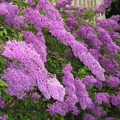 Сирень КИТАЙСКАЯ  Сирень КИТАЙСКАЯ в Красноярске