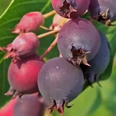 Ирга MANDAN  Ирга MANDAN в Красноярске