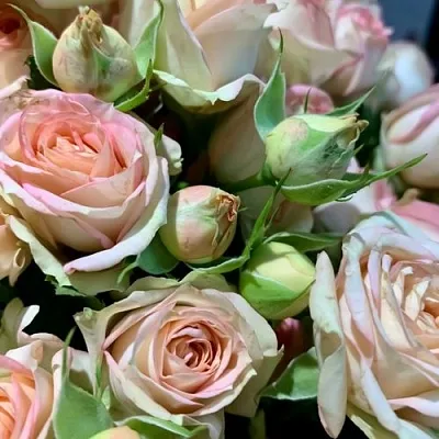 Саженцы роз АЗОРЕ спрей  Саженцы роз АЗОРЕ спрей в Красноярске