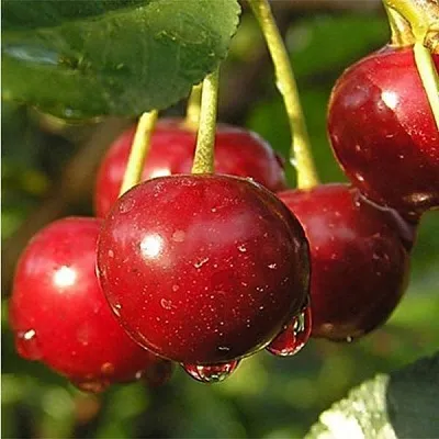 Дюк ПРЕВОСХОДНАЯ ВЕНЬЯМИНОВА  Дюк ПРЕВОСХОДНАЯ ВЕНЬЯМИНОВА в Красноярске