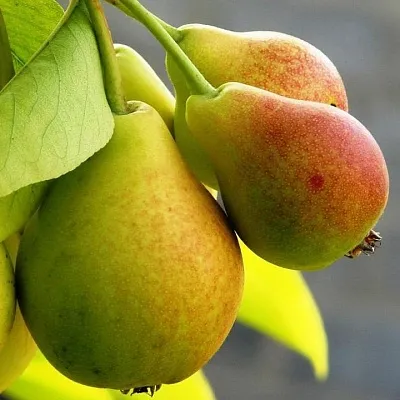 Груша  Груша в Красноярске