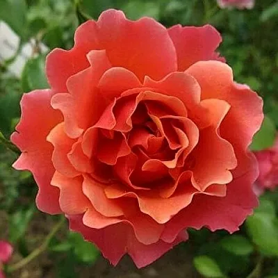 Саженцы роз ЖАН КОКТО флорибунда  Саженцы роз ЖАН КОКТО флорибунда в Красноярске