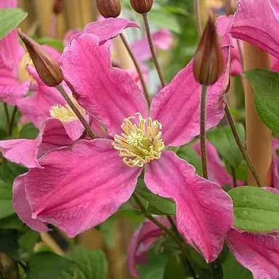 Клематис ИНСПИРЕЙШН ЗОЙН  Клематис ИНСПИРЕЙШН ЗОЙН в Красноярске