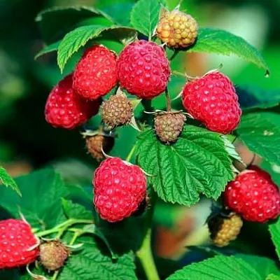 Малиновое дерево  Малиновое дерево в Красноярске