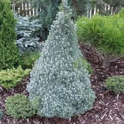 Ель САНДЕРС БЛЮ канадская  Ель САНДЕРС БЛЮ канадская в Красноярске