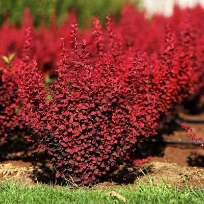 Барбарис ОРАНЖ РОКЕТ тунберга  Барбарис ОРАНЖ РОКЕТ тунберга в Красноярске