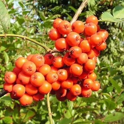 Рябина КОНЦЕНТРА сладкоплодная в Красноярске