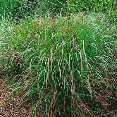 Просо РЕБРАУН прутьевидное  Просо РЕБРАУН прутьевидное в Красноярске