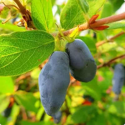 Жимолость съедобная БОРЕАЛ БЛИЗЗАРД (СЕВЕРНАЯ МЕТЕЛЬ)  Жимолость съедобная БОРЕАЛ БЛИЗЗАРД (СЕВЕРНАЯ МЕТЕЛЬ) в Красноярске