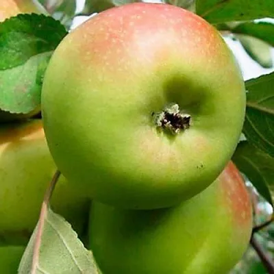 Яблоня БРАТ ЧУДНОГО стелющаяся в Красноярске