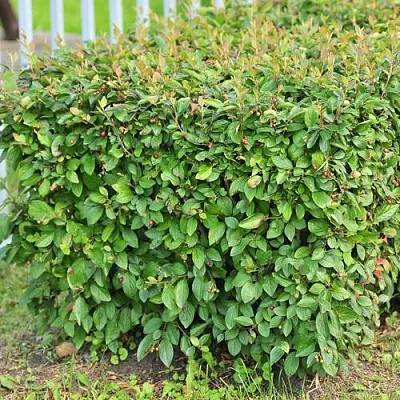 Кизильник блестящий в Красноярске