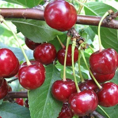 Вишня ТУРГЕНЕВКА  Вишня ТУРГЕНЕВКА в Красноярске