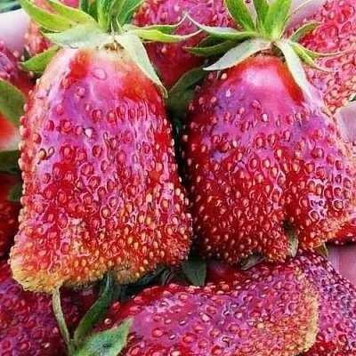 Клубника КУПЧИХА  Клубника КУПЧИХА в Красноярске