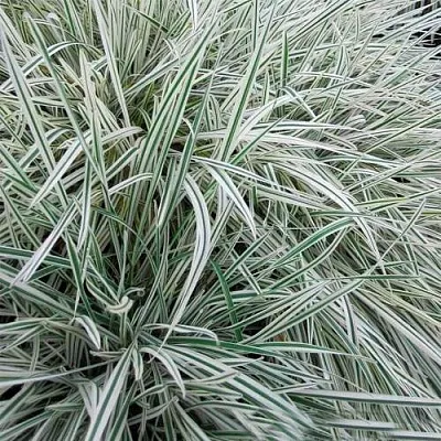 Райграс ВАРИЕГАТТА бульбоносный  Райграс ВАРИЕГАТТА бульбоносный в Красноярске