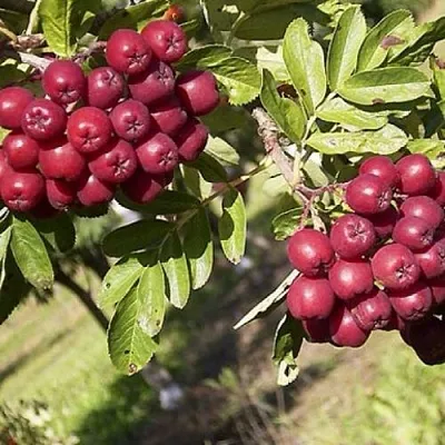 Рябина БУРКА сладкоплодная в Красноярске