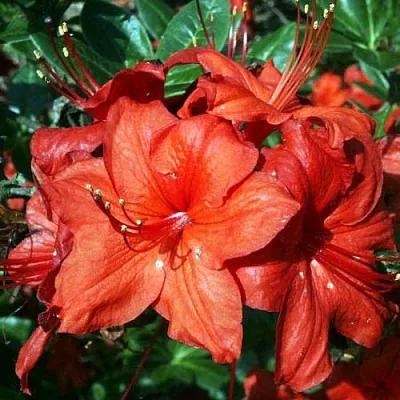 Азалия ДОЛОРОСО листопадная  Азалия ДОЛОРОСО листопадная в Красноярске