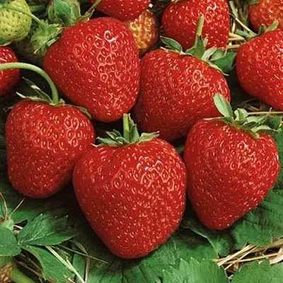 Клубника КОРОНА  Клубника КОРОНА в Красноярске