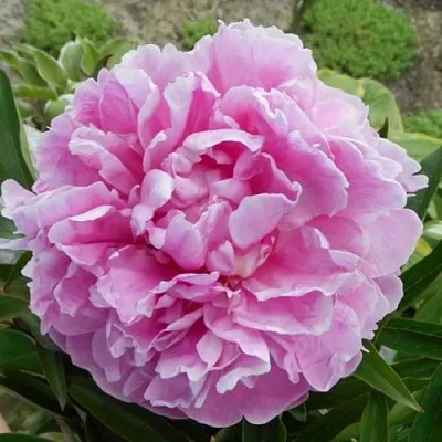 Пион РИМ травянистый  Пион РИМ травянистый в Красноярске