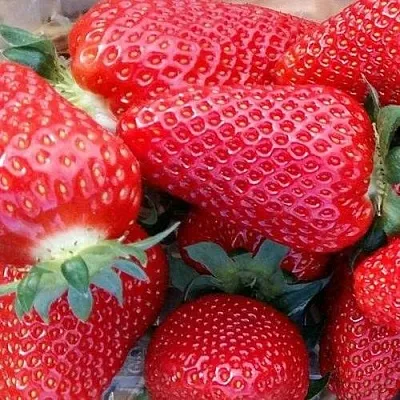 Клубника АМИ  Клубника АМИ в Красноярске