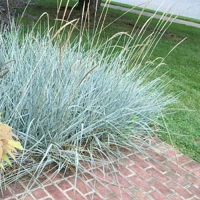 Элимус БЛЮ ДЮН песчаный  Элимус БЛЮ ДЮН песчаный в Красноярске