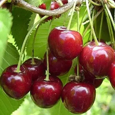 Вишня ХАРИТОНОВСКАЯ  Вишня ХАРИТОНОВСКАЯ в Красноярске