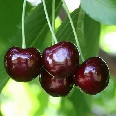 Черешня ЛЕНИНГРАДСКАЯ ЧЁРНАЯ  Черешня ЛЕНИНГРАДСКАЯ ЧЁРНАЯ в Красноярске