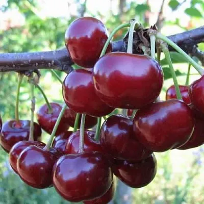 Дюк ИВАНОВНА  Дюк ИВАНОВНА в Красноярске